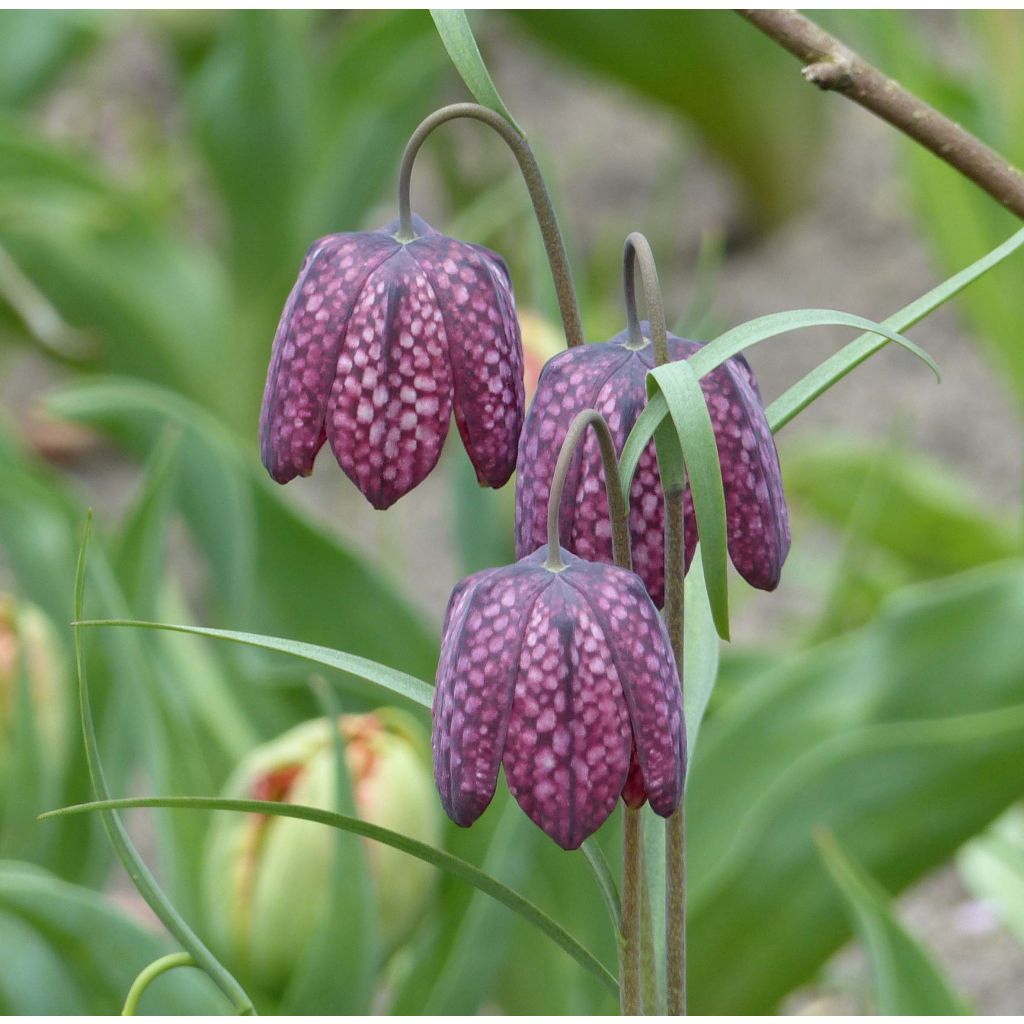 Fritillaria meleagris - Schachblume