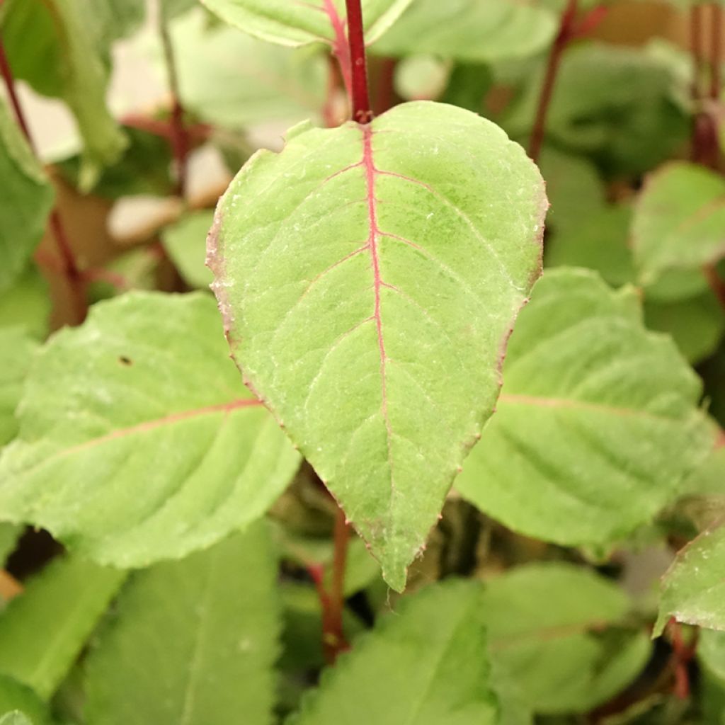 Fuchsia Black Princess