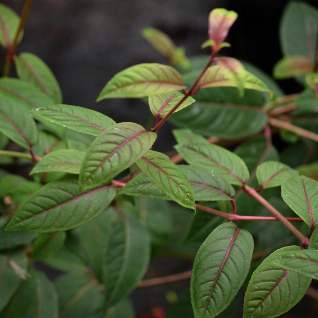 Fuchsia grimpant - Fuchsia Lady Boothby