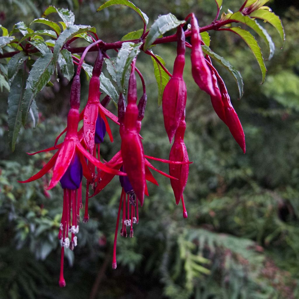 Fuchsia magellanica Riccartonii - Scharlach-Fuchsie