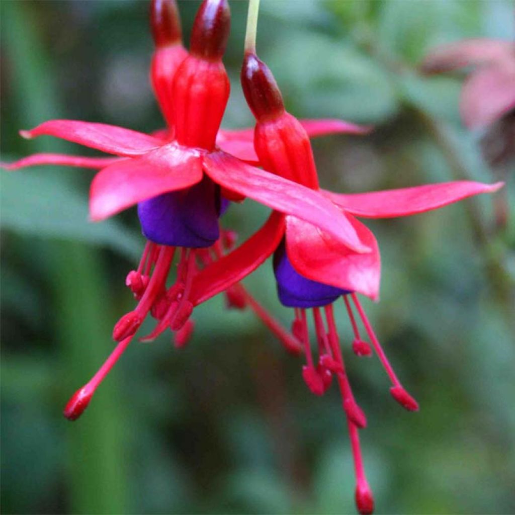 Fuchsia magellanica Riccartonii - Scharlach-Fuchsie