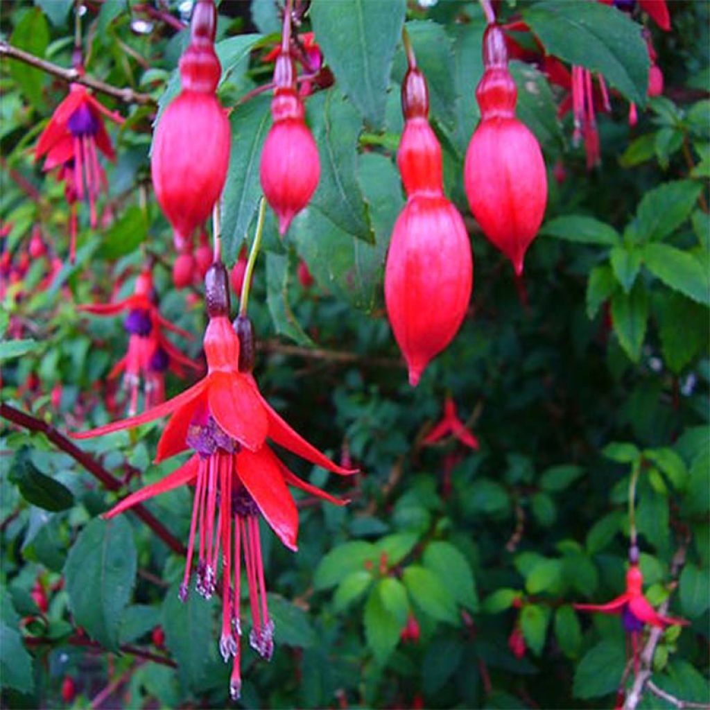 Fuchsia magellanica Riccartonii - Scharlach-Fuchsie