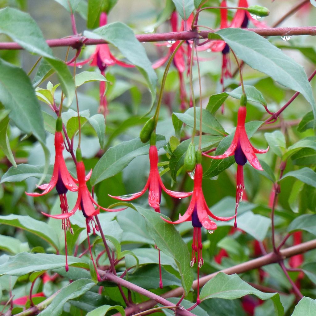 Fuchsia regia Reitzii