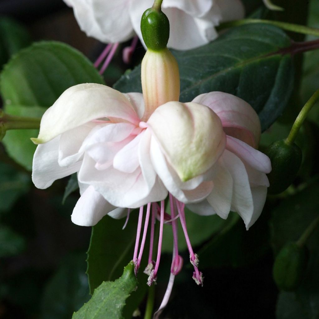 Fuchsia White King