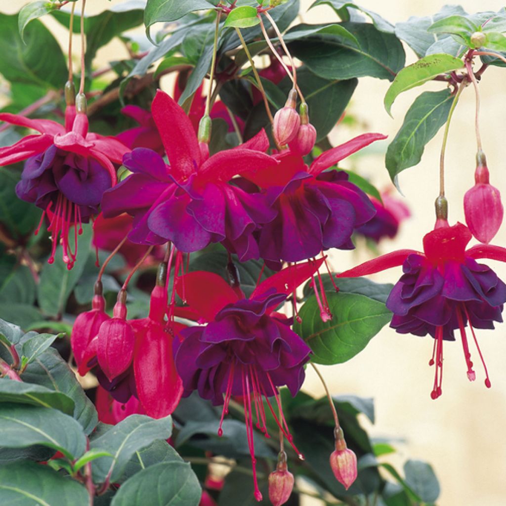 Fuchsia Voodoo