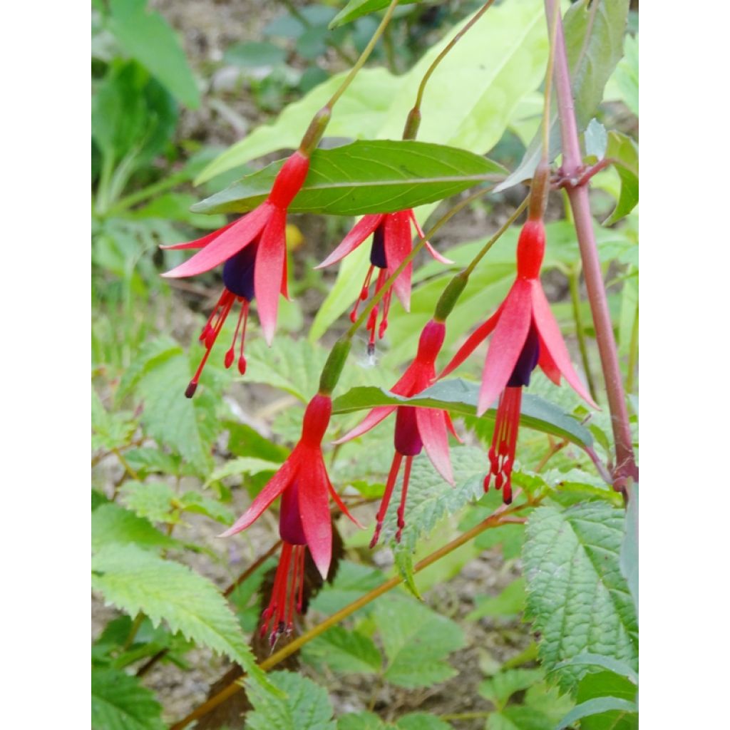 Fuchsia regia Reitzii