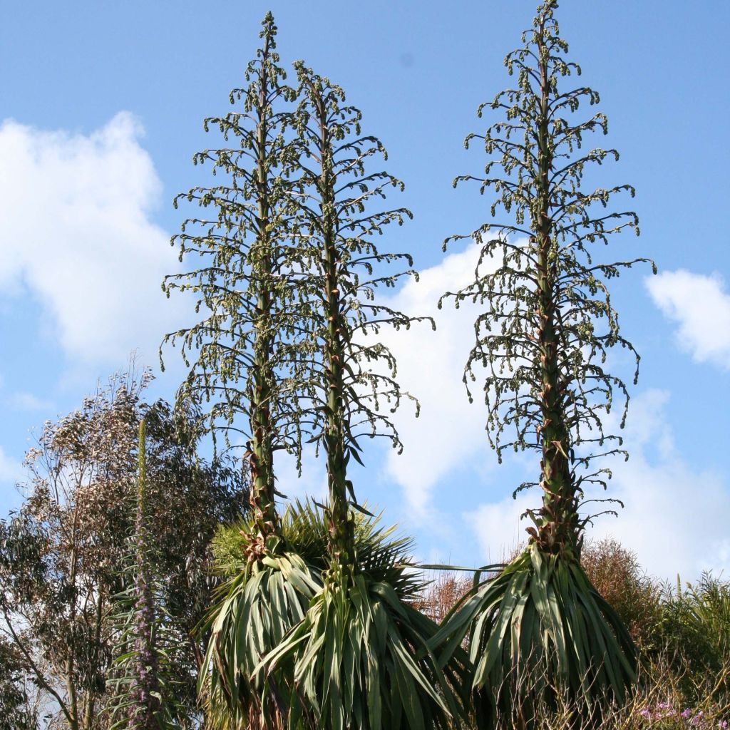 Furcraea longaeva