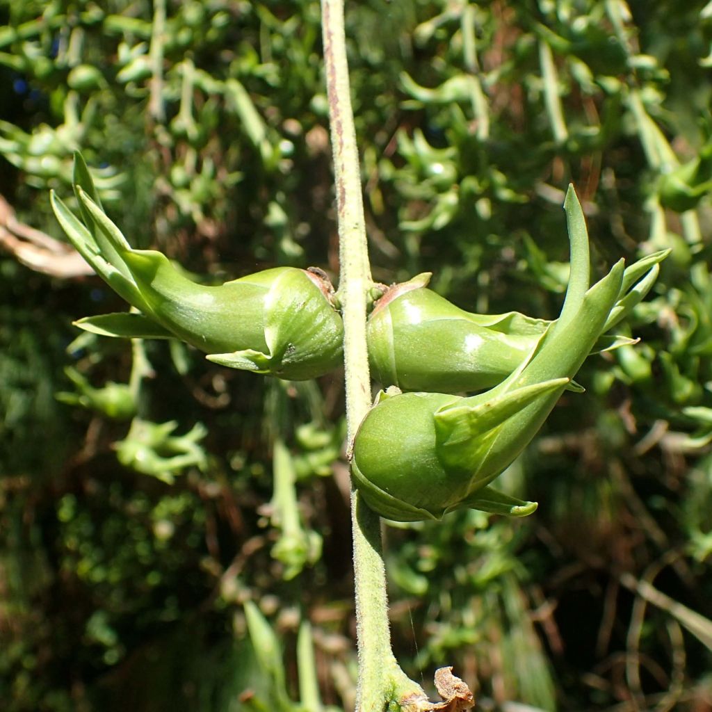 Furcraea longaeva