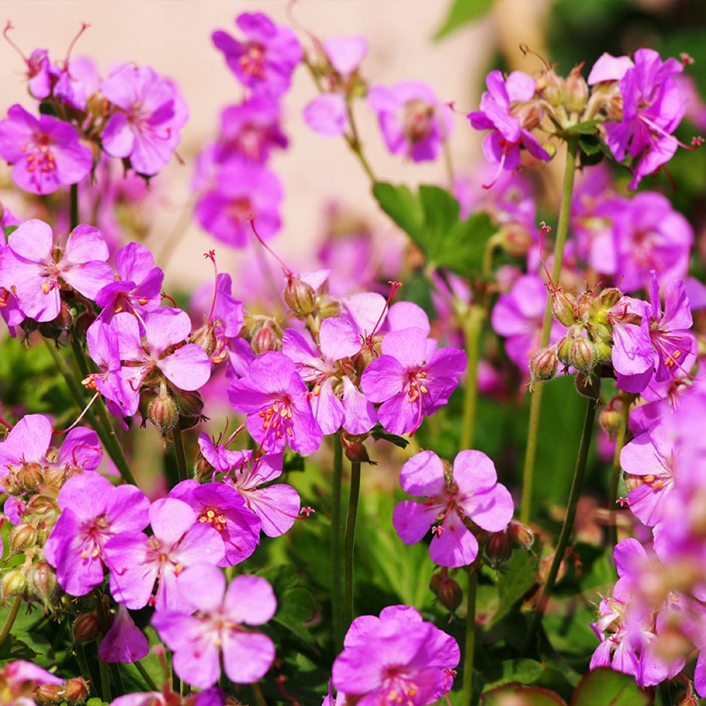 Geranium cantabrigiense Cambridge - Cambridge Storchschnabel