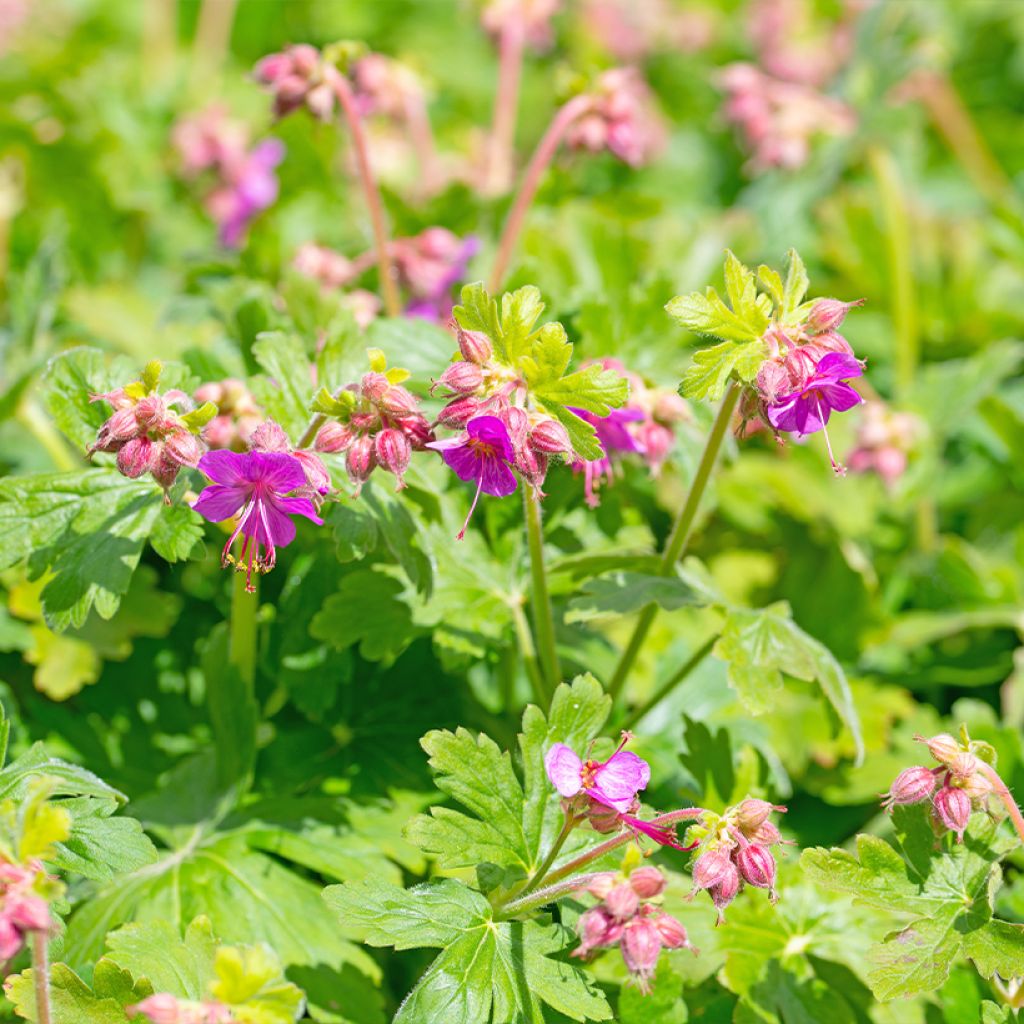 Geranium cantabrigiense Cambridge - Cambridge Storchschnabel