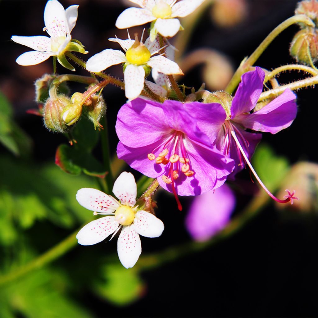 Geranium cantabrigiense Cambridge - Cambridge Storchschnabel