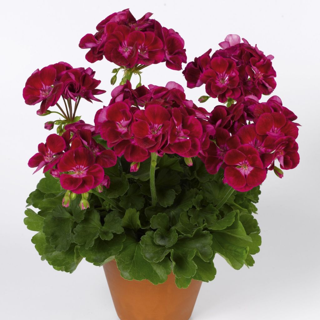 Zonal-Pelargonie Flower Fairy Velvet - Pelargonium