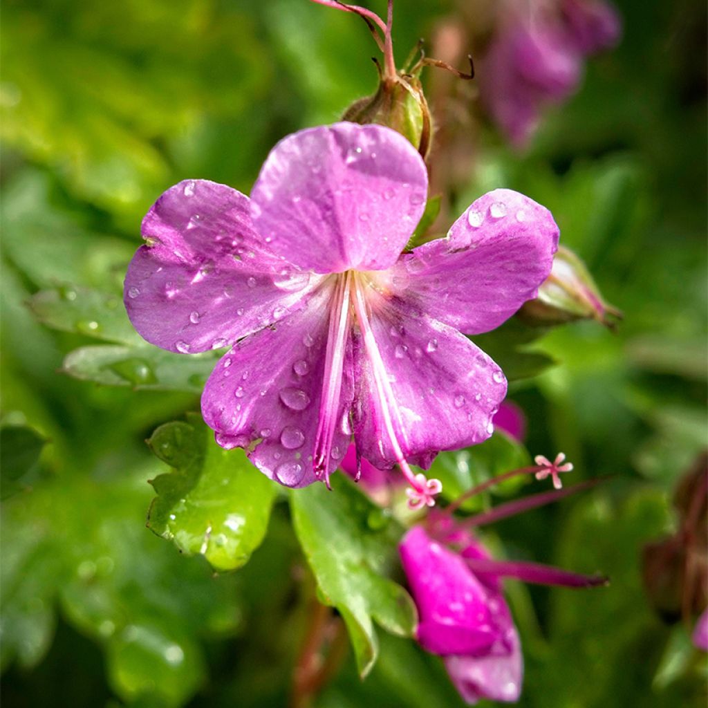 Geranium cantabrigiense Crystal Rose - Cambridge Storchschnabel