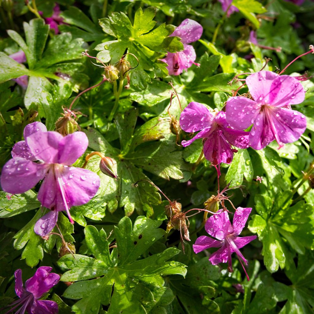 Geranium cantabrigiense Crystal Rose - Cambridge Storchschnabel