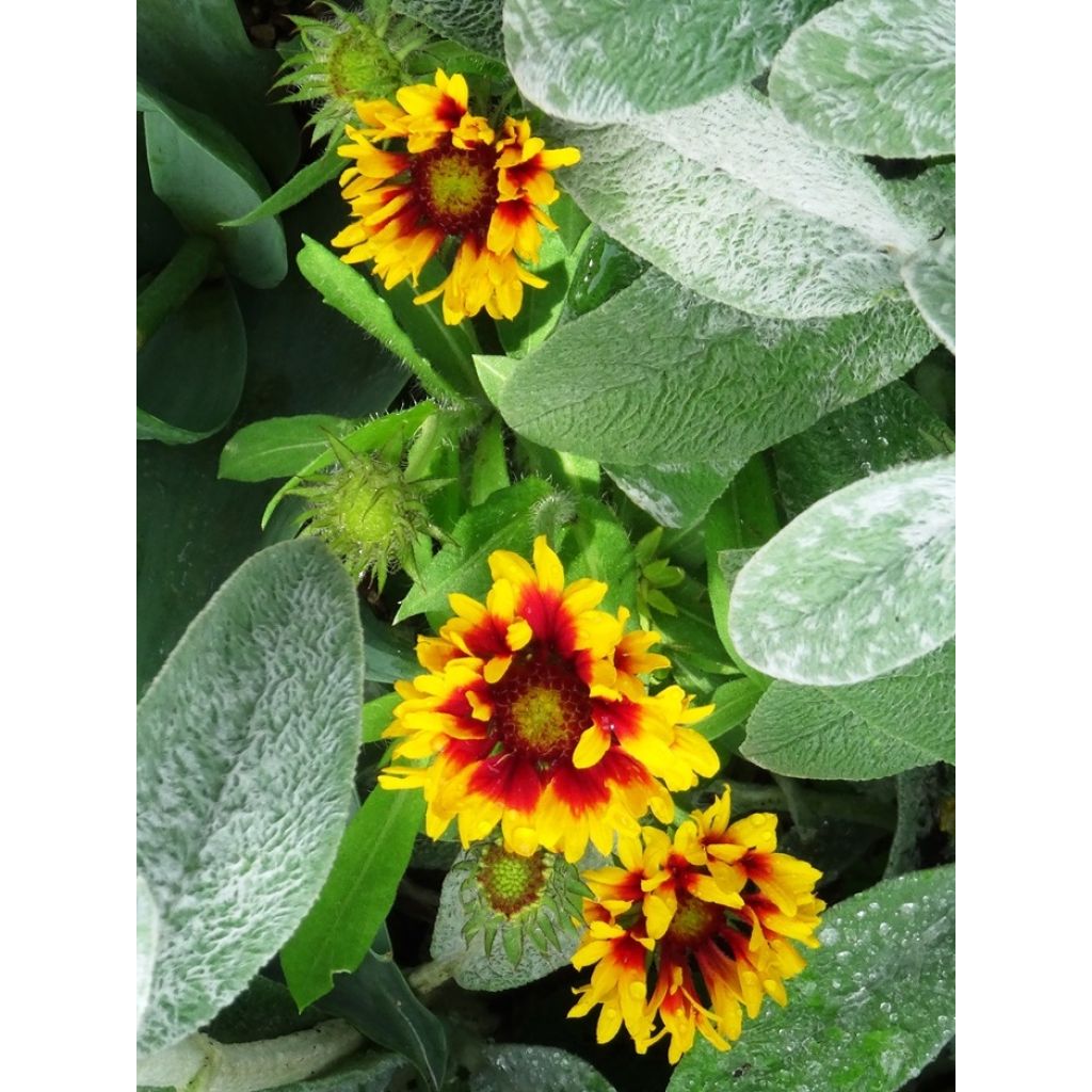 Kokardenblume Arizona Sun (Samen) - Gaillardia aristata