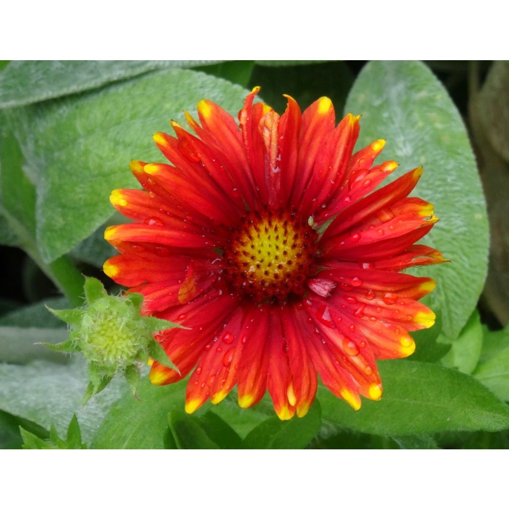 Kokardenblume Arizona Red Shades (Samen) - Gaillardia grandiflora