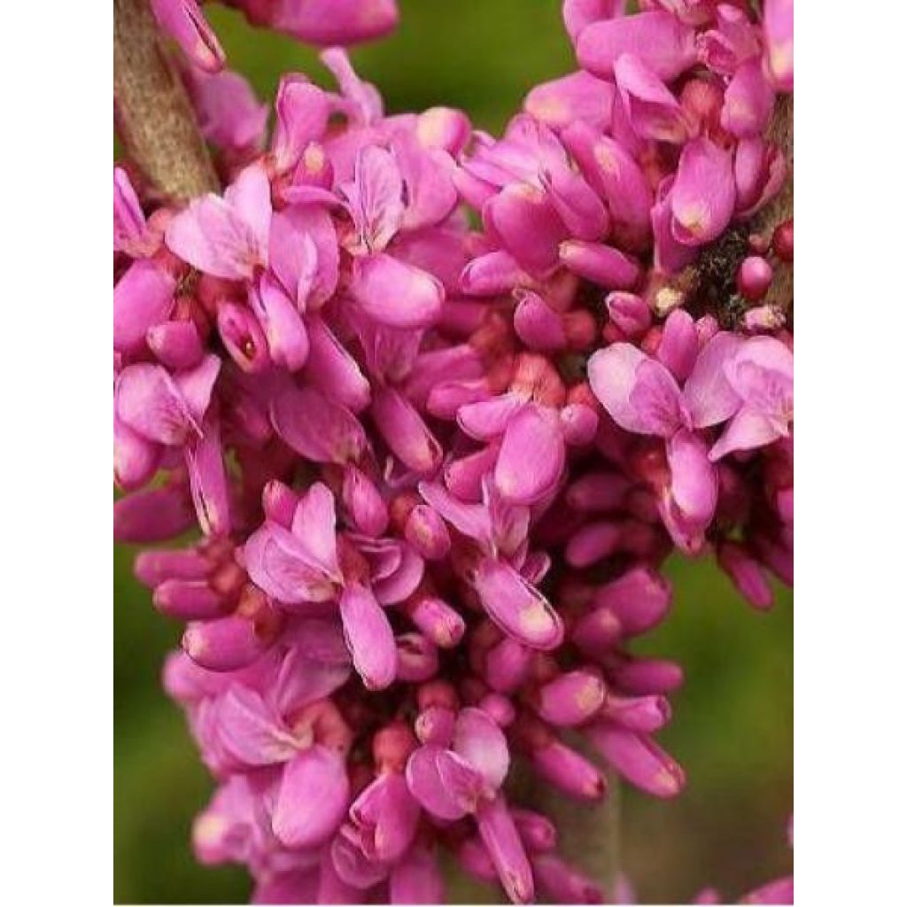 Chinesischer Judasbaum Avondale - Cercis chinensis