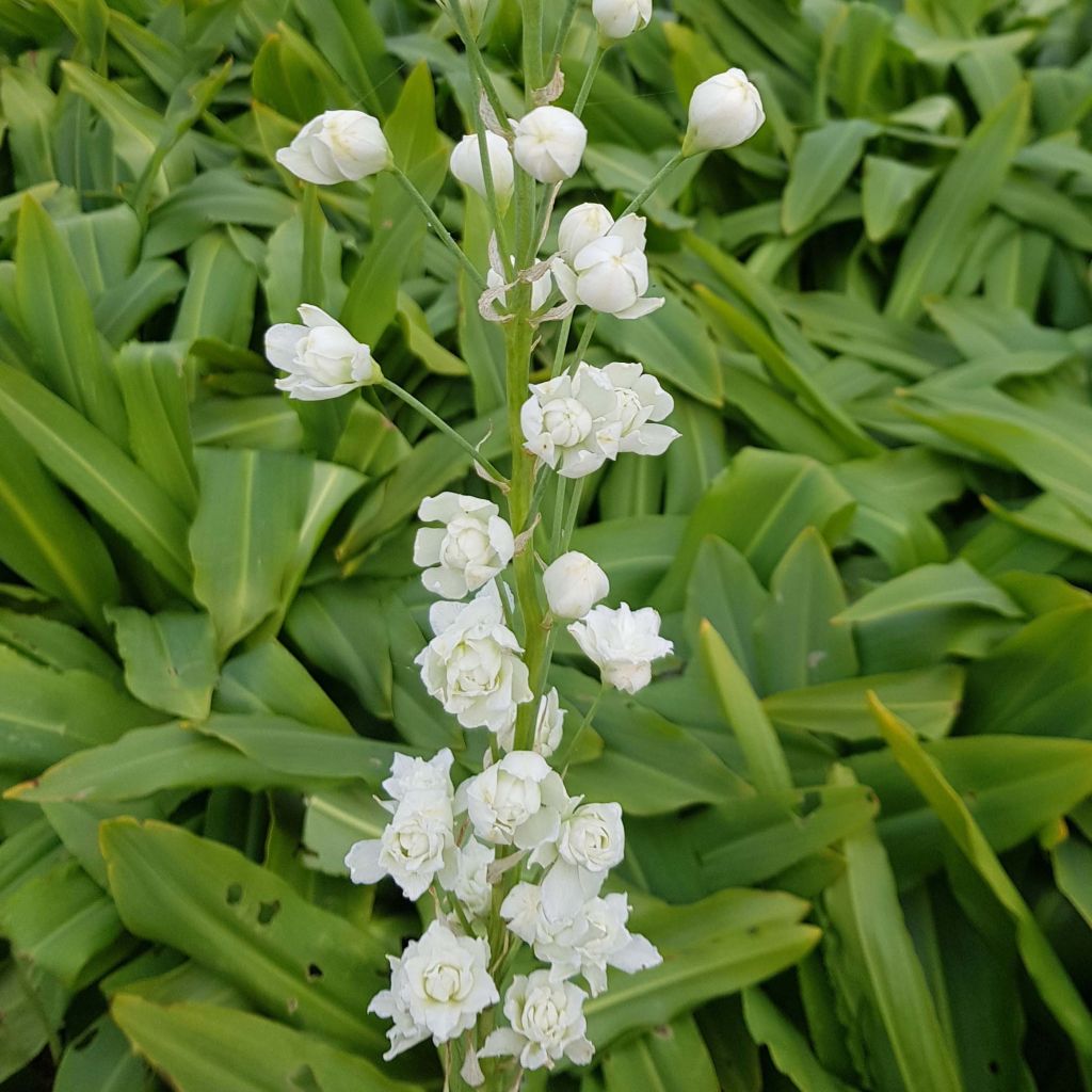 Galtonia candicans Moonbeam - Riesenhyazinthe