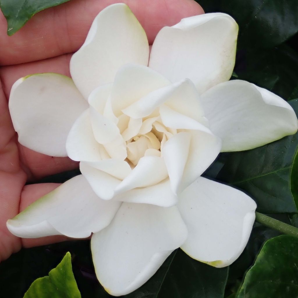 Gardenie Summer Snow - Gardenia jasminoides