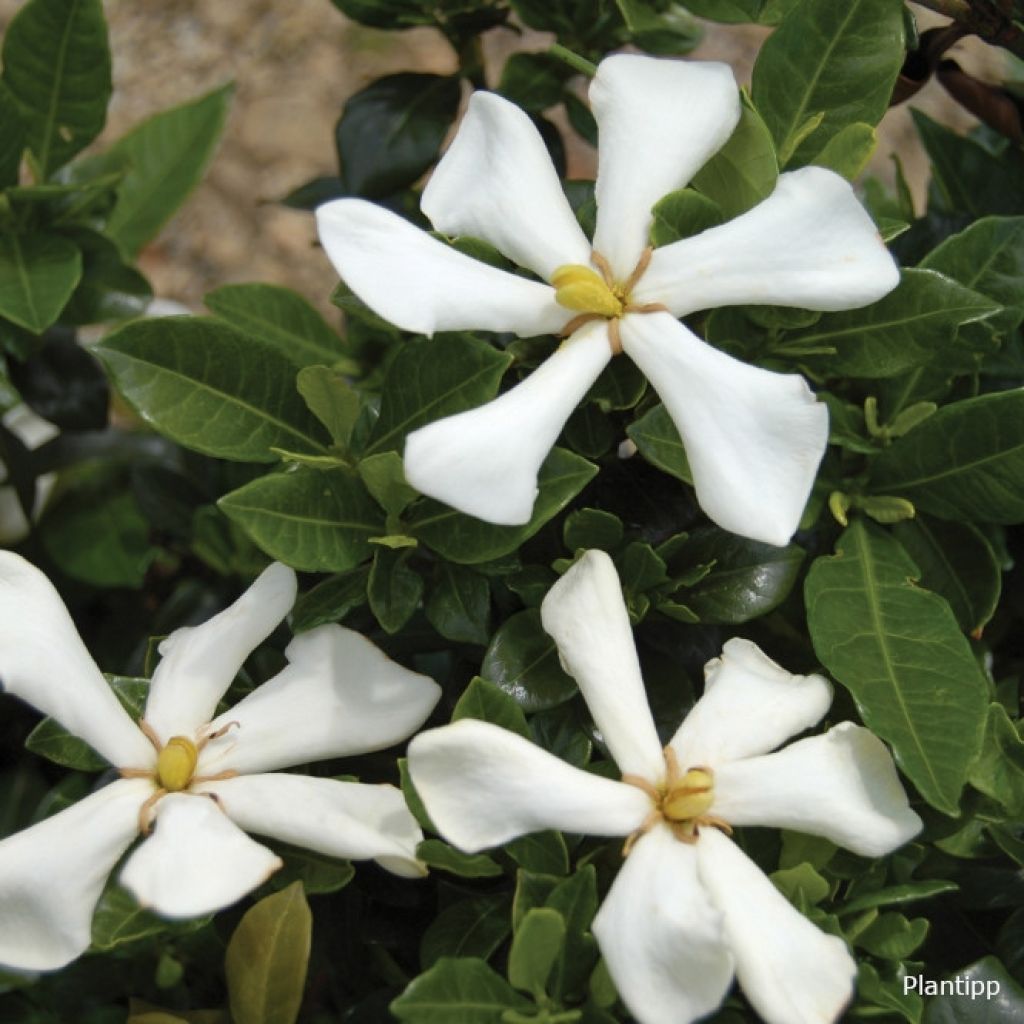 Gardenie Pinwheel - Gardenia jasminoides