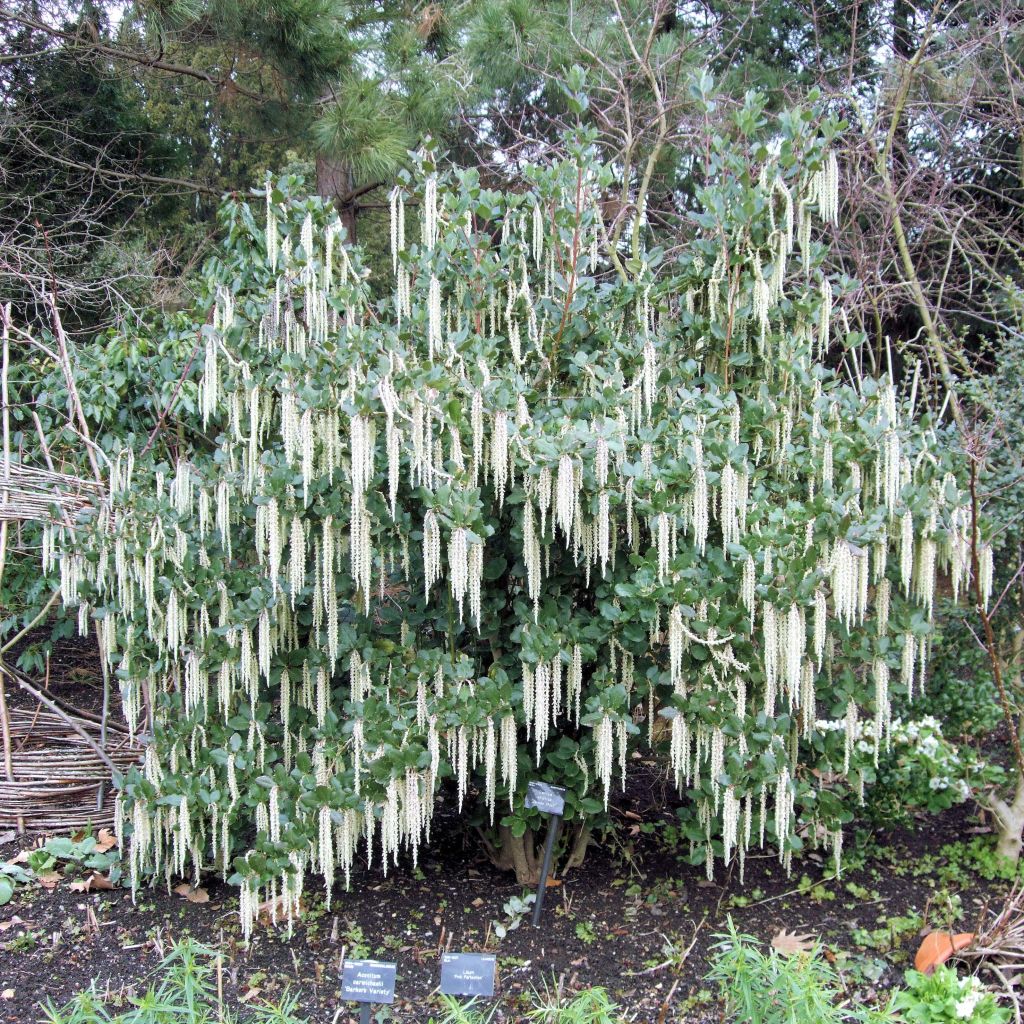 Garrya elliptica - Spalier-Becherkätzchen