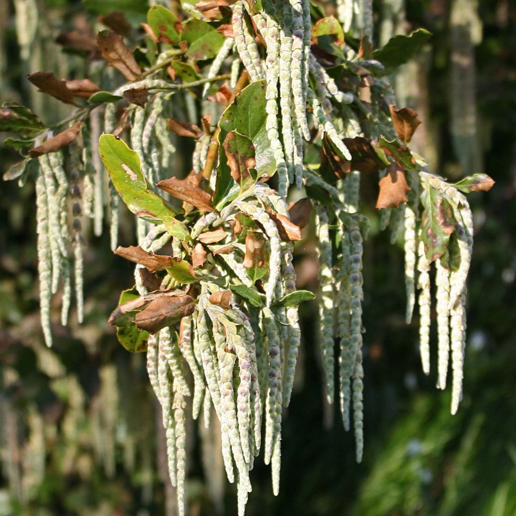 Garrya elliptica - Spalier-Becherkätzchen