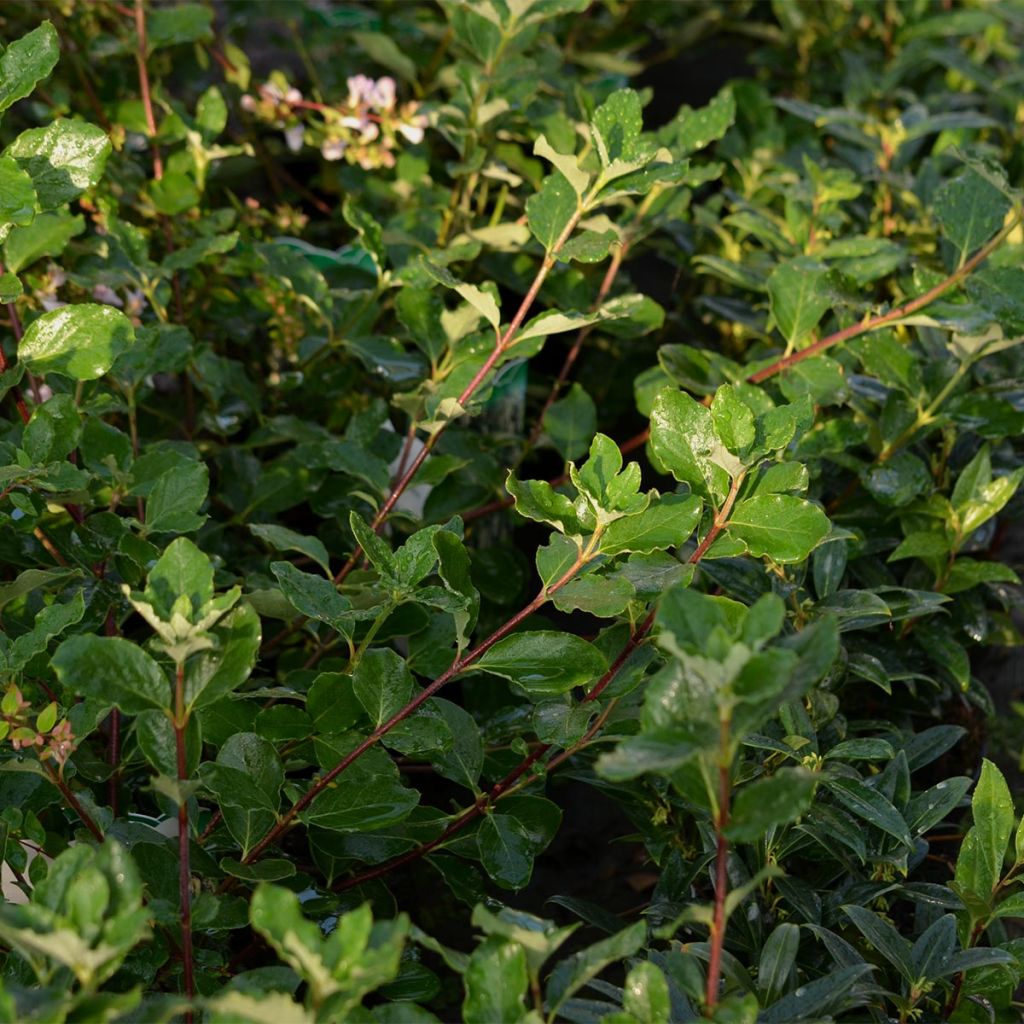 Garrya elliptica - Spalier-Becherkätzchen