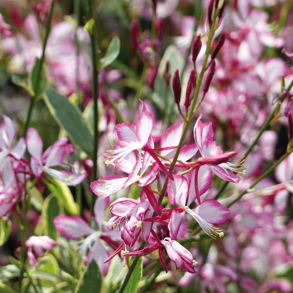 Prachtkerze Freefolk Rosy - Gaura lindheimeri