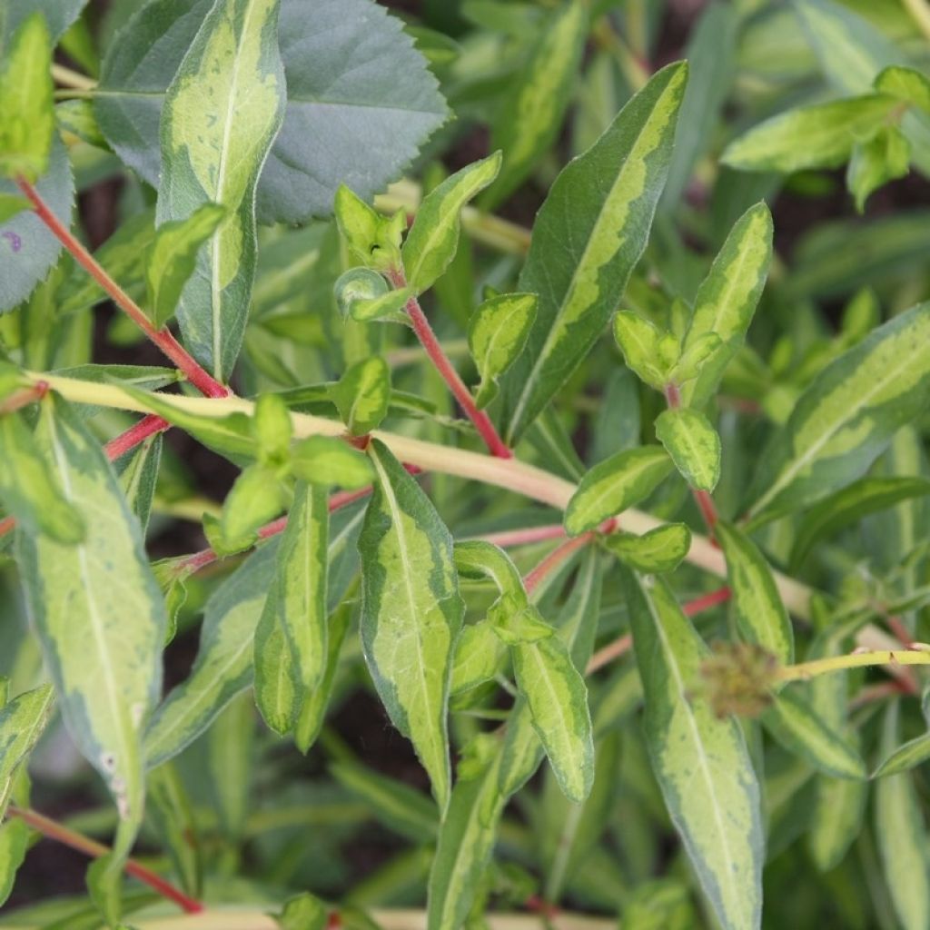 Prachtkerze Corrie s Gold - Gaura lindheimeri