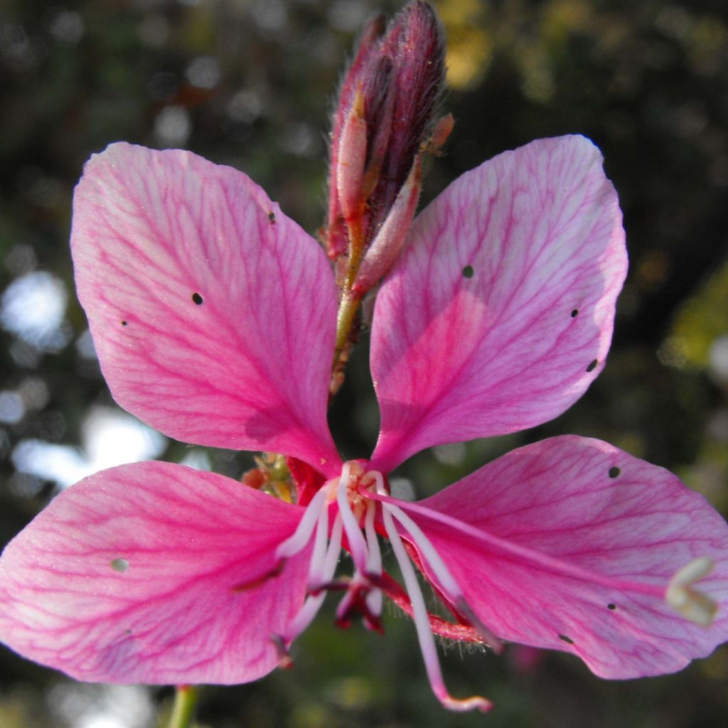 Gaura lindheimeri rose Siskiyou pink