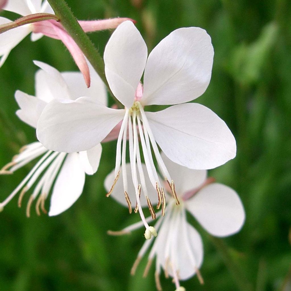 Gaura lindheimeri blanche Snowstorm