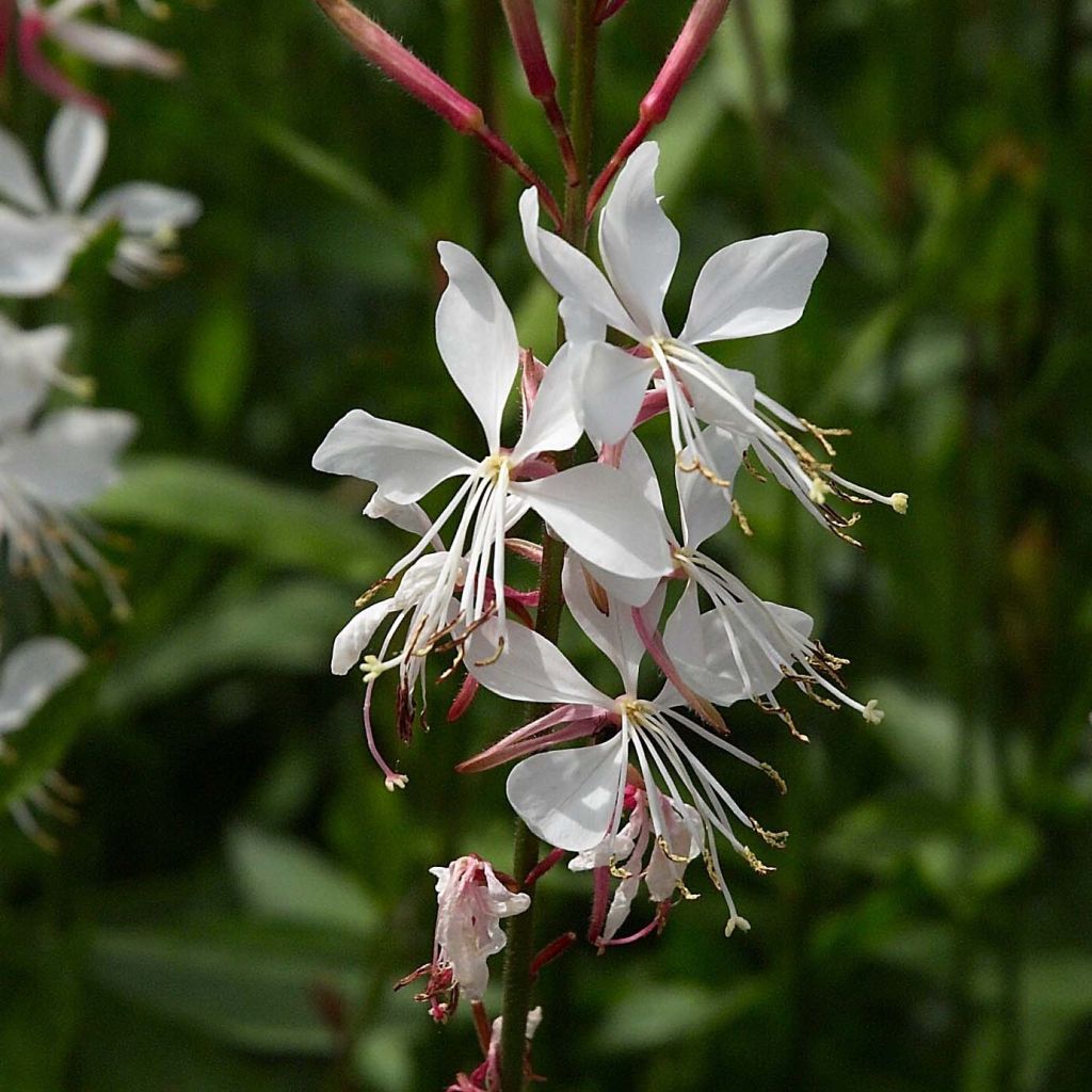 Prachtkerze Whirling Butterflies - Gaura lindheimeri