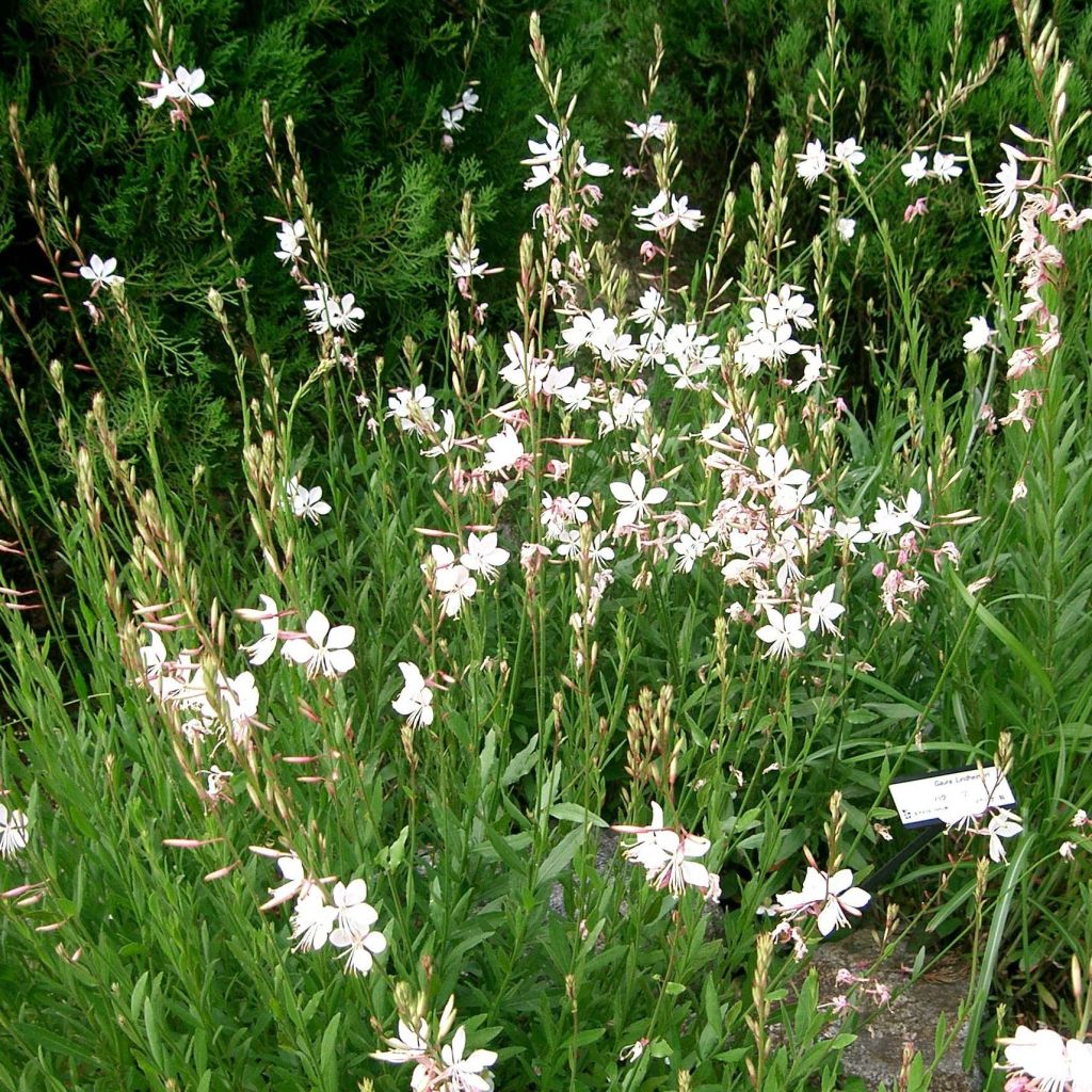 Prachtkerze Summer Breeze - Gaura lindheimeri