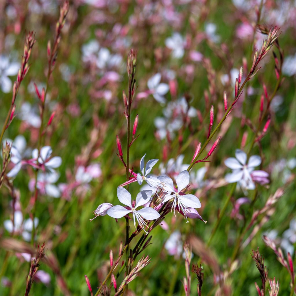 Prachtkerze Whirling Butterflies - Gaura lindheimeri