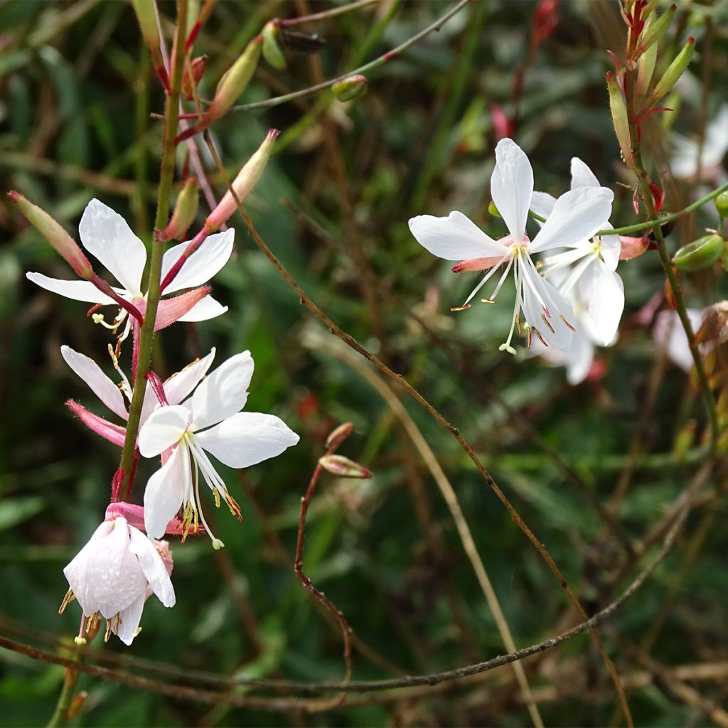 Prachtkerze Whirling Butterflies - Gaura lindheimeri