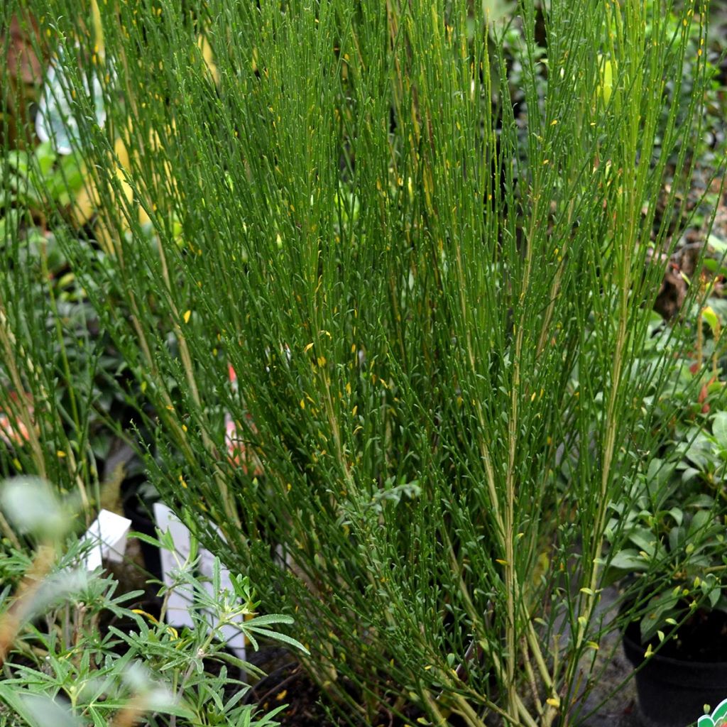 Genêt à balais - Cytisus Boskoop Ruby