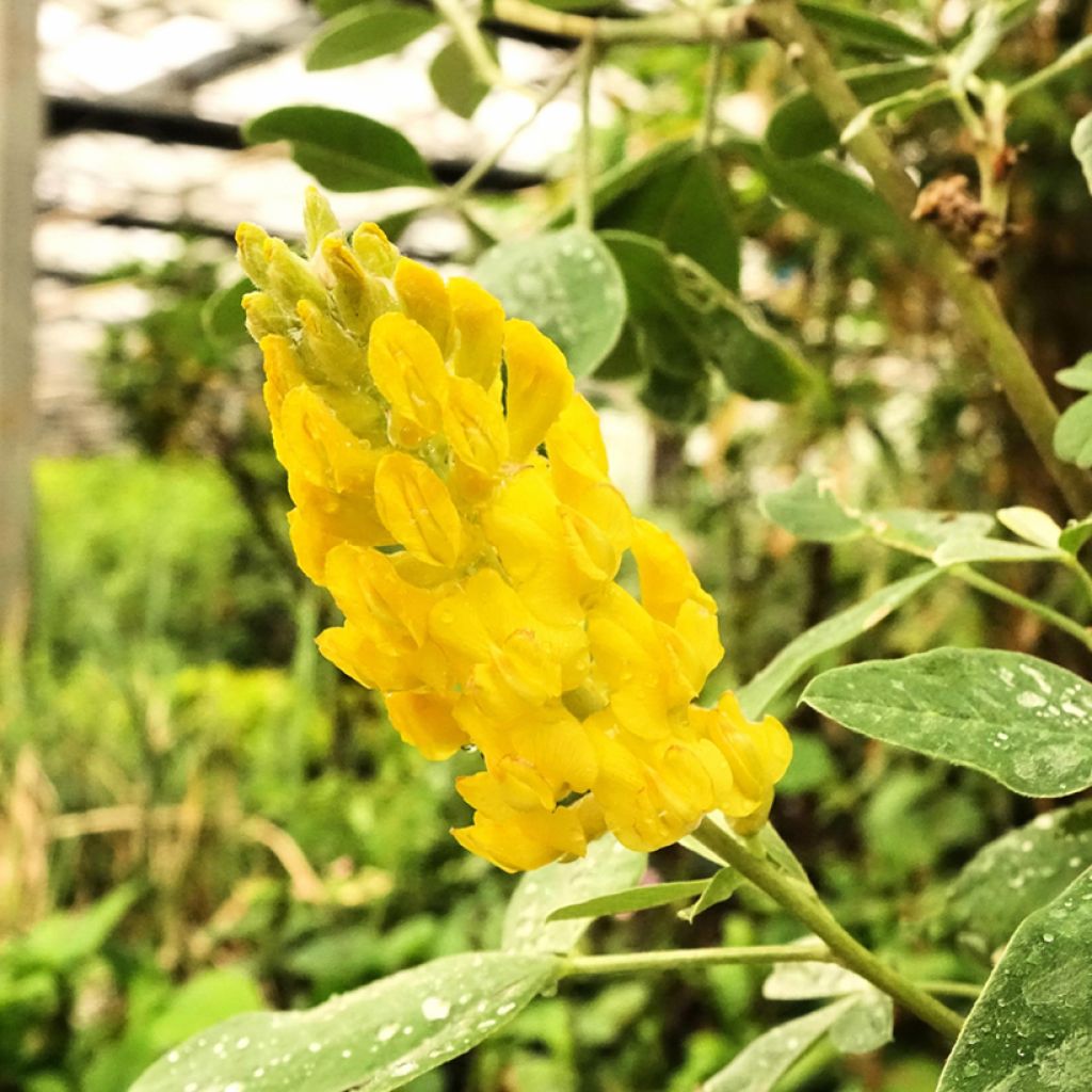 Cytisus battandieri - Marokkanischer Ginster