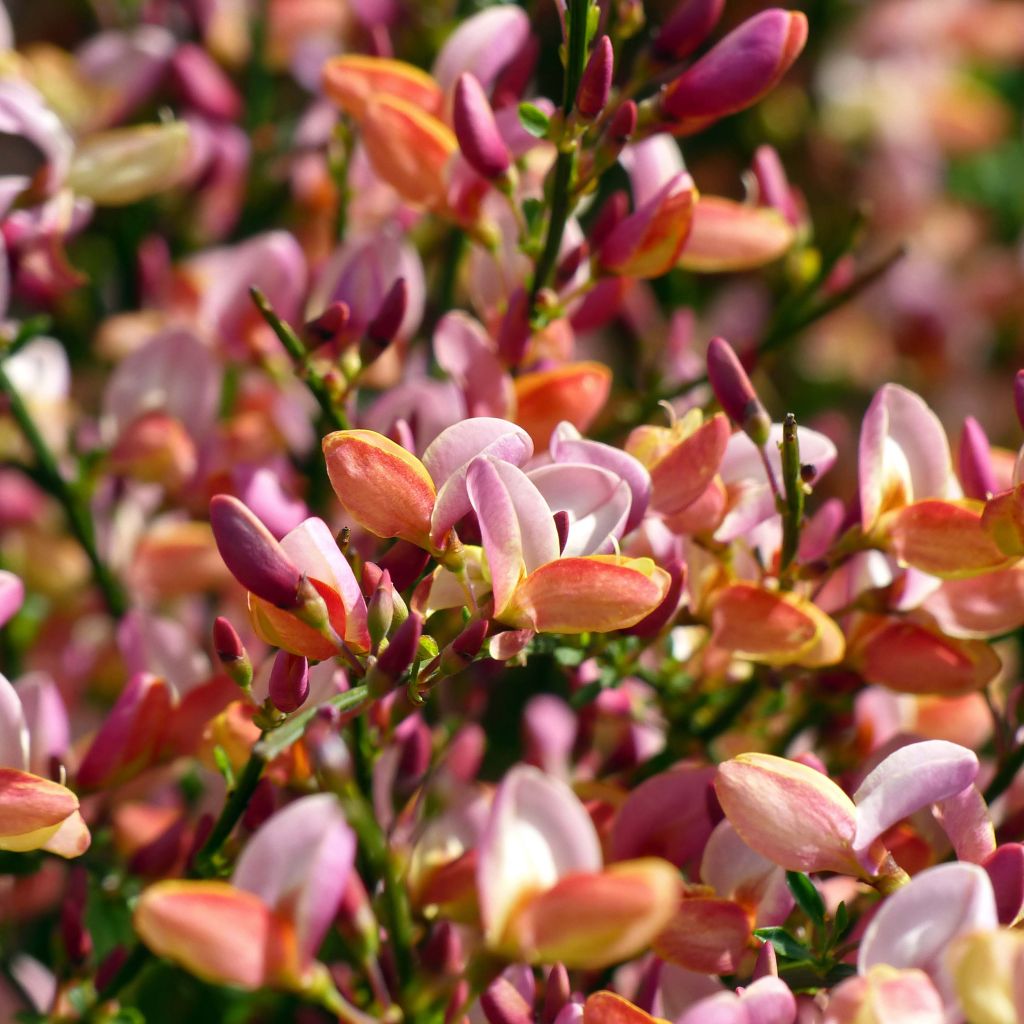 Besenginster Zeelandia - Cytisus procumbens