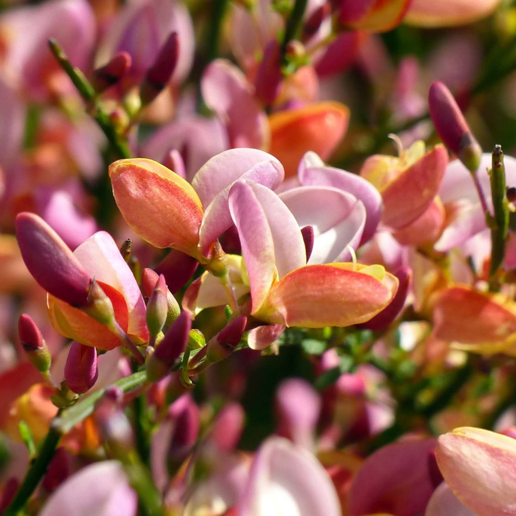 Besenginster Zeelandia - Cytisus procumbens