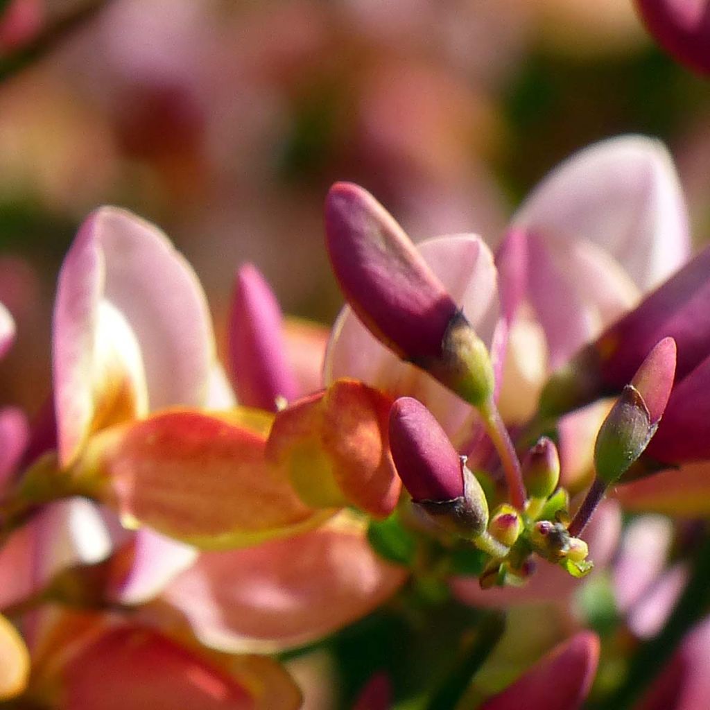 Besenginster Zeelandia - Cytisus procumbens