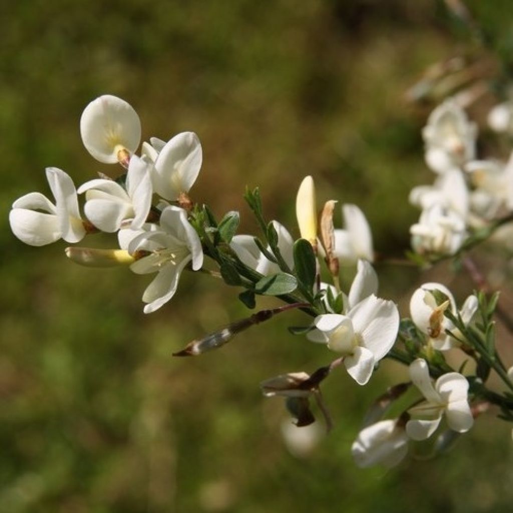 Elfenbeinginster Albus - Cytisus praecox