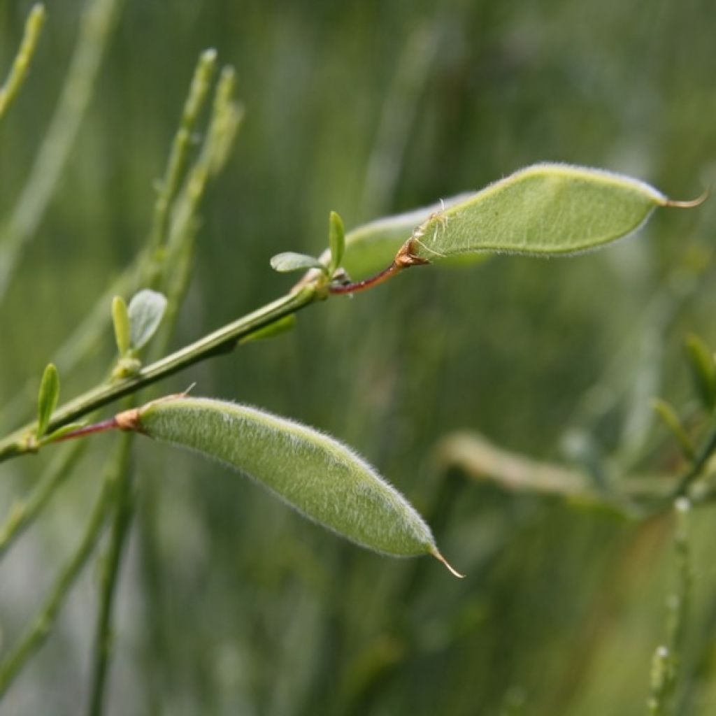 Elfenbeinginster Albus - Cytisus praecox