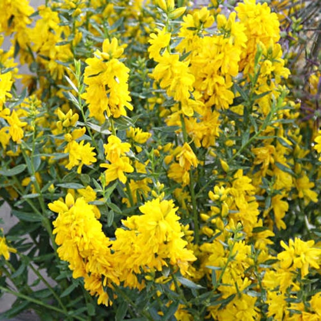 Genista tinctoria Plena - Genêt des teinturiers