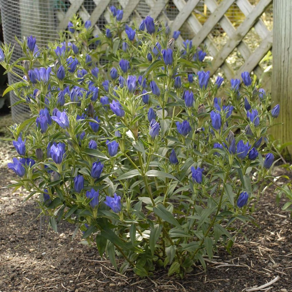 Gentiana True Blue - Enzian