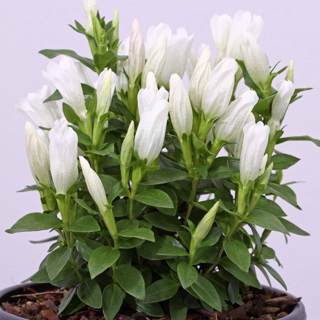 Gentiana White Magic - Gentiane