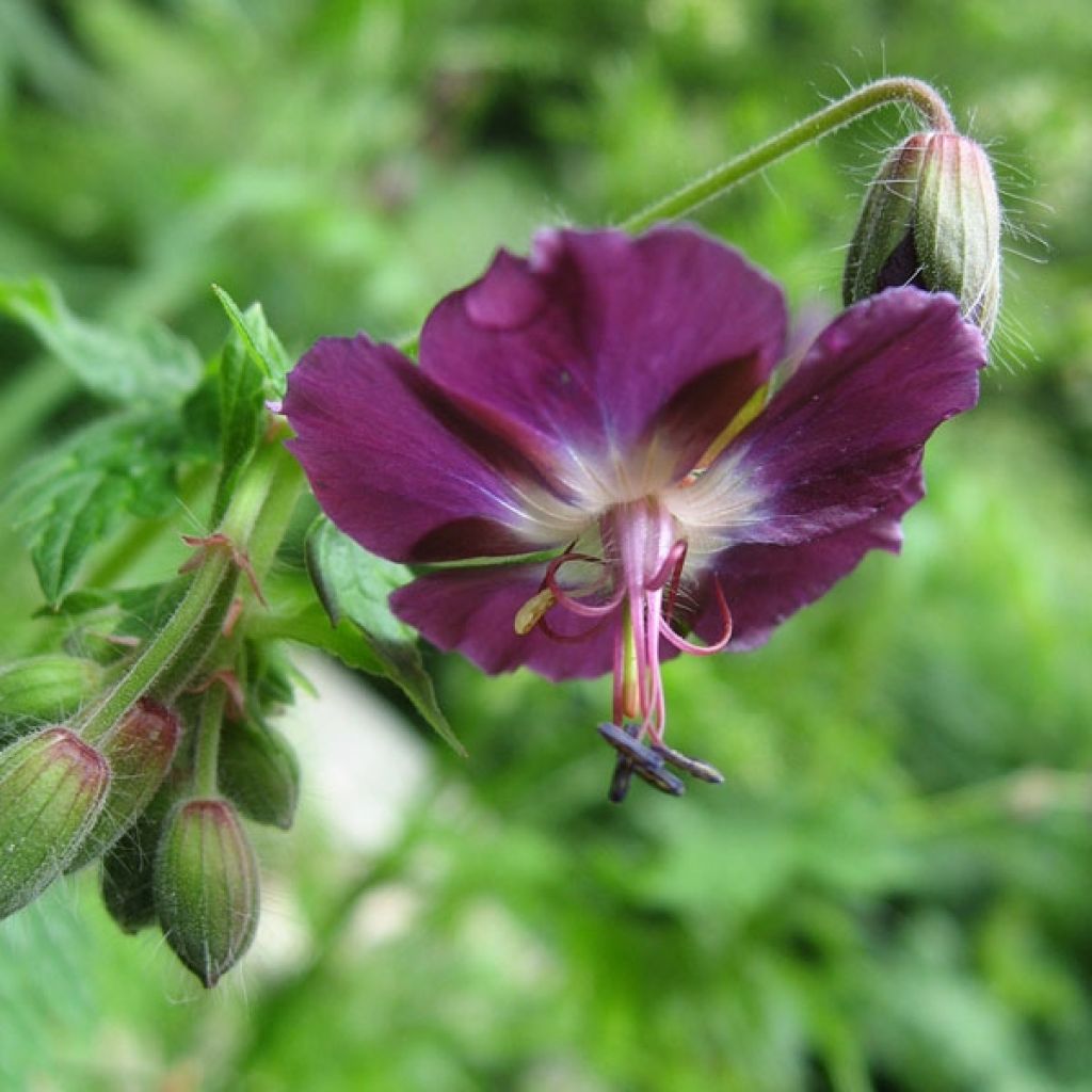 Geranium vivace phaeum Mourning Widow