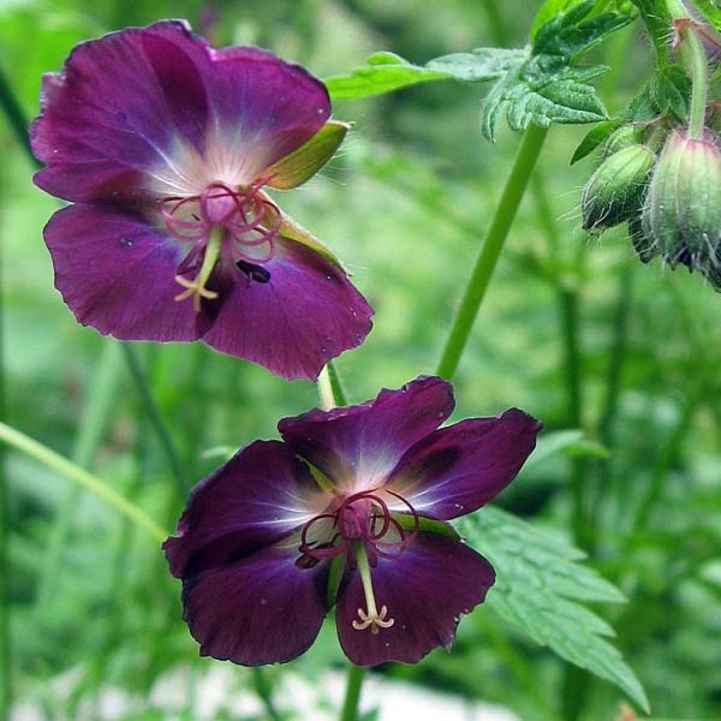 Geranium vivace phaeum Mourning Widow