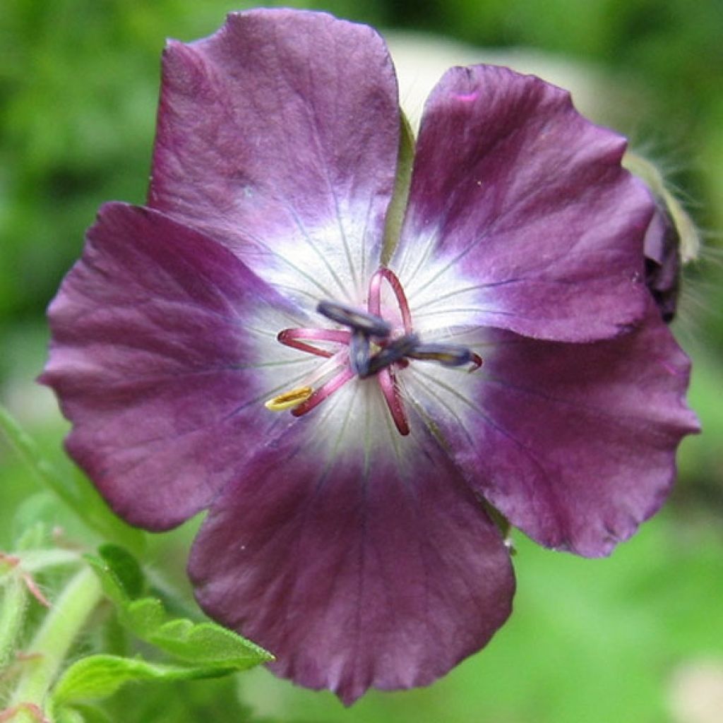 Geranium phaeum Mourning Widow - Brauner Storchschnabel