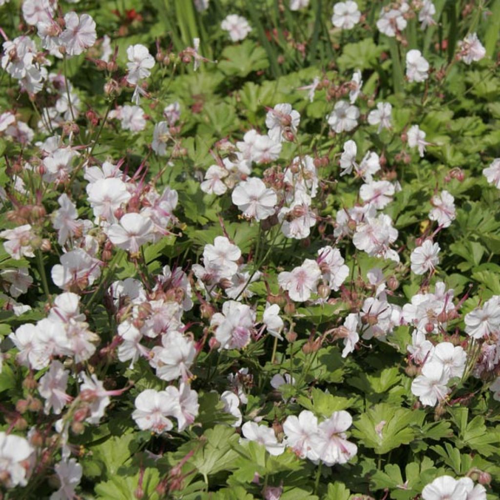 Geranium cantabrigiense Biokovo - Cambridge Storchschnabel