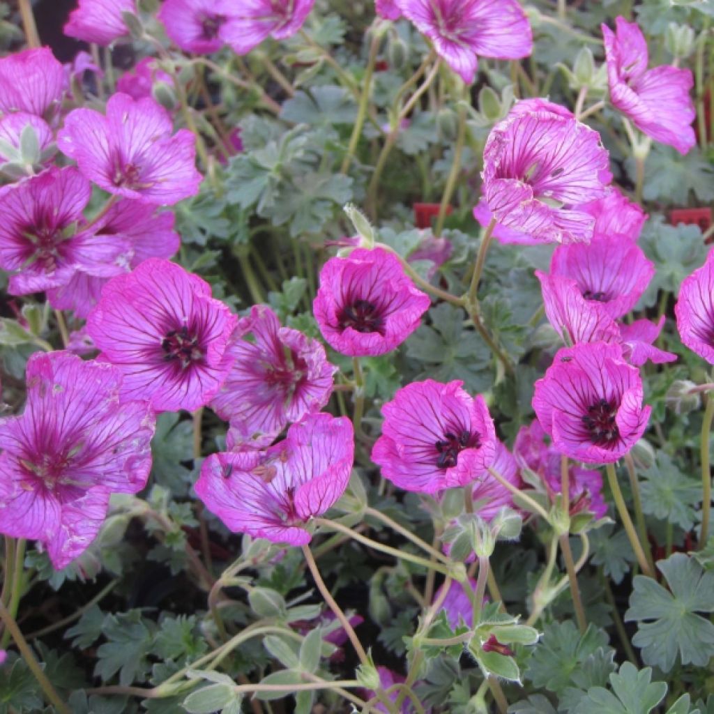 Geranium cinereum Carol - Aschgrauer Storchschnabel